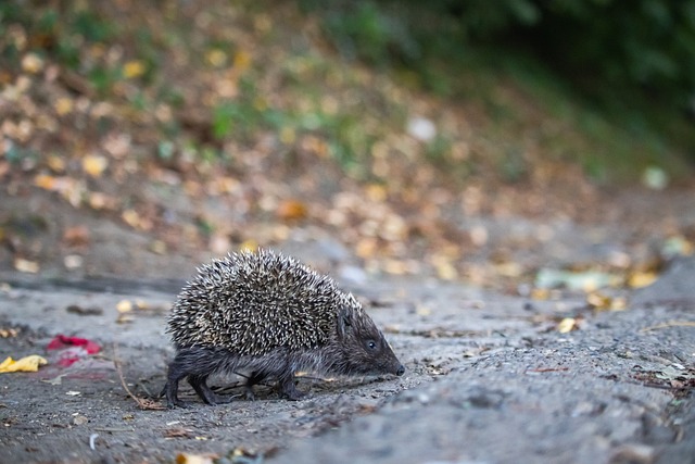 赛冠军在内 赛冠军在内