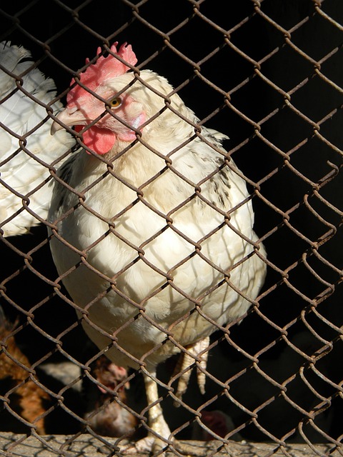 重增加的主 重增加的主