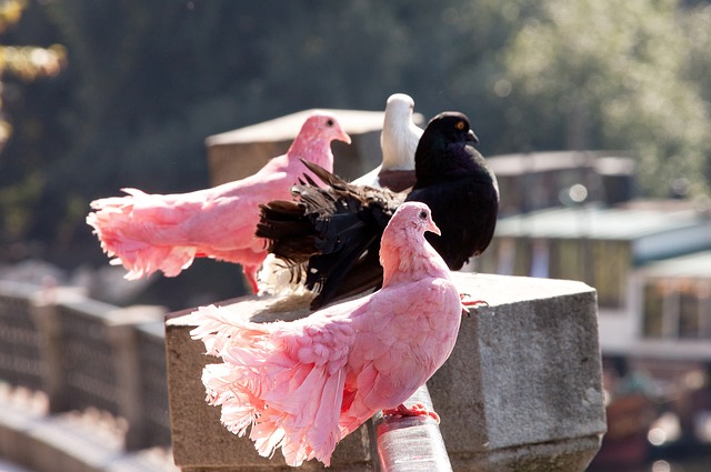 和战术布置 和战术布置